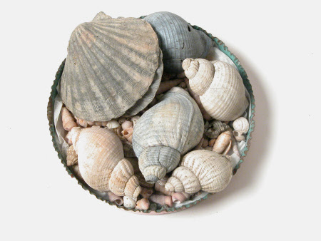Seashell collection