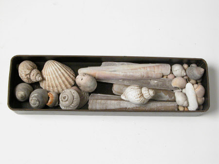 Seashell collection