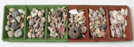 Seashell collection