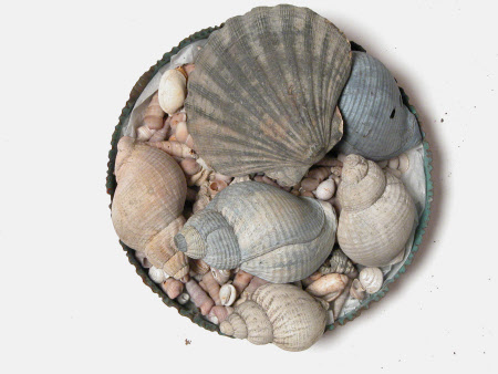 Seashell collection