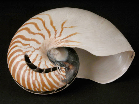 Nautilus shell
