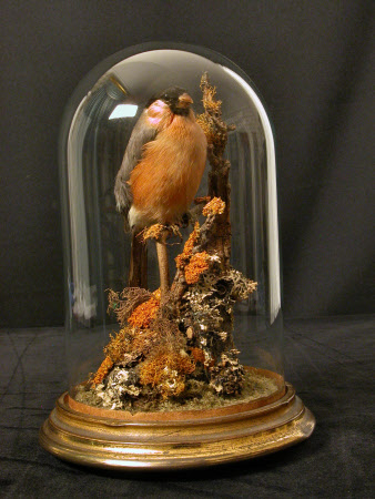 Bullfinch