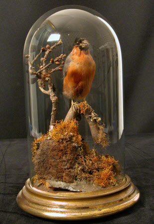 Bullfinch