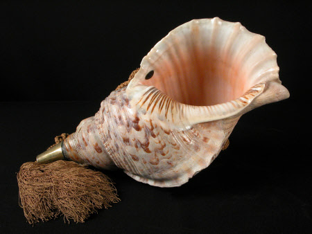 Conch shell