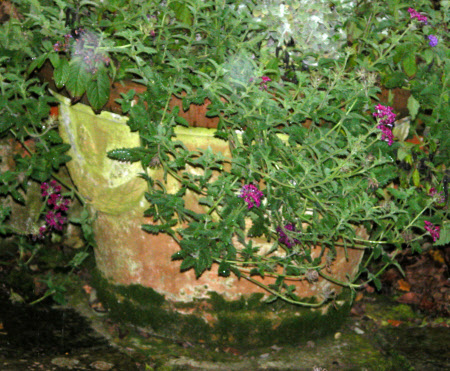 Hidcote Manor Garden © National Trust/ Clare Conybeare & Jo Moore