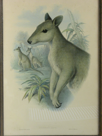 Dusky Pademelon - Thylogale brunii (formerly known as Dorcopsis bruni) (after John Gould)
