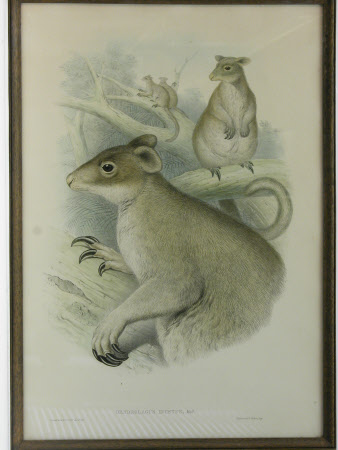 Grizzled Tree Kangaroo (Dendrolagus inustus) (after John Gould)