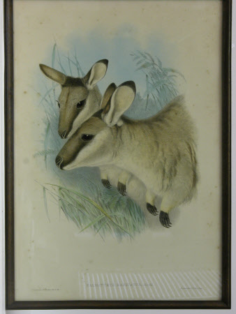 Halmaturus Manicaus (after John Gould)