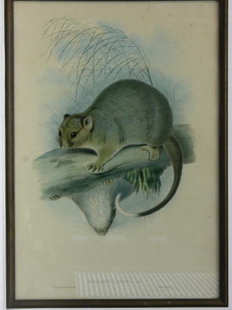 Phalangista Laniginosa (after John Gould)
