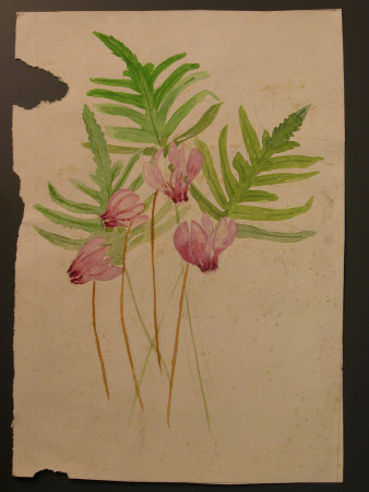 Cyclamen and Ferns.