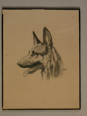 Head of a German Shepherd dog