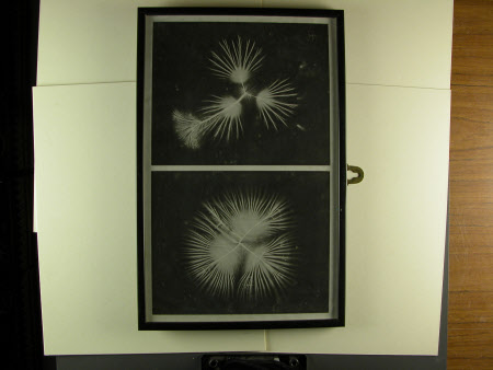 Two electrical discharges, believed to be taken by John Worsnop of Rothbury of Lord Armstrong's ...