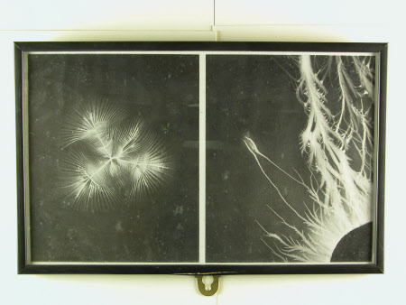Two electrical discharges, believed to be taken by John Worsnop of Rothbury of Lord Armstrong's ...