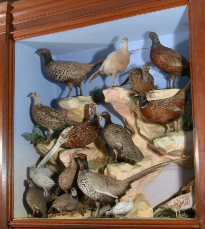Taxidermy display