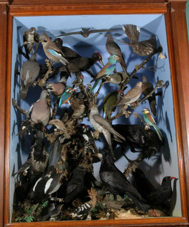 Taxidermy display