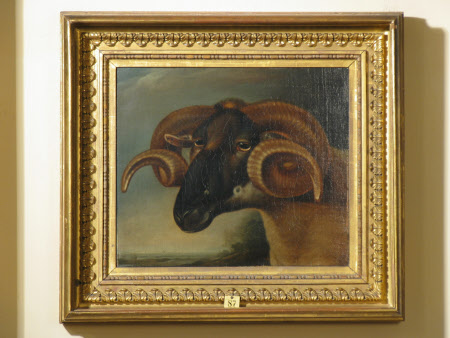 A Corsican Goat's Head
