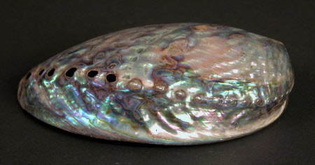 Shell