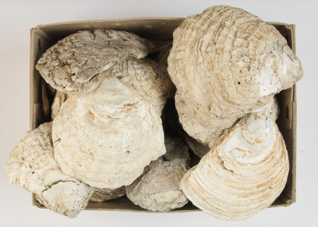 Oyster shell
