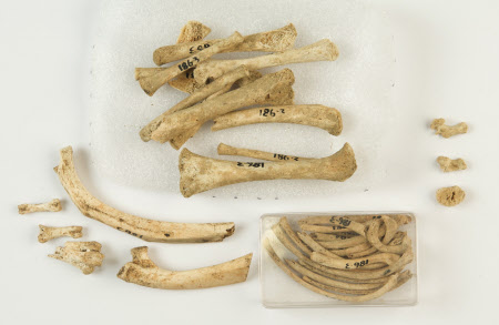 Human remains