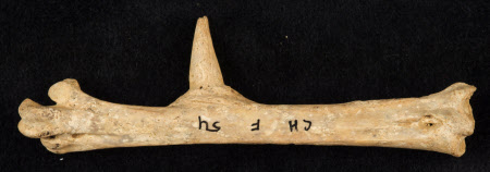 Bone fragment