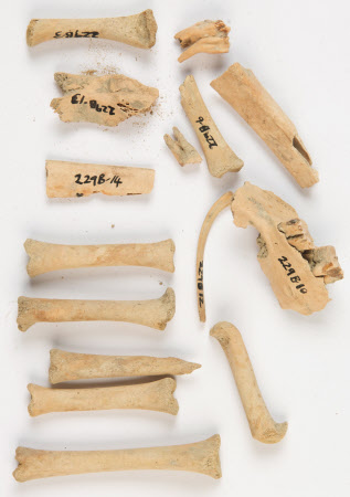 Bone fragment