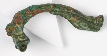 Fibula