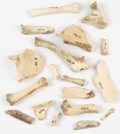 Bone fragment