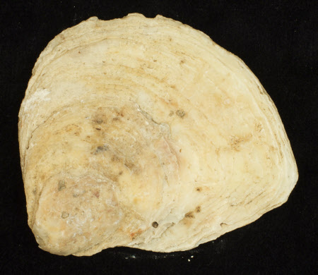 Oyster shell