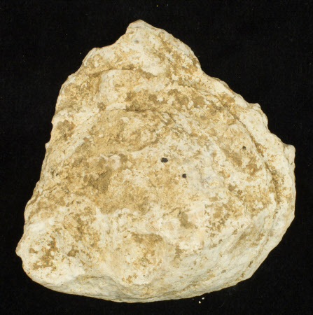 Oyster shell