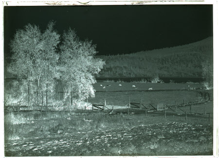 Monochrome negative