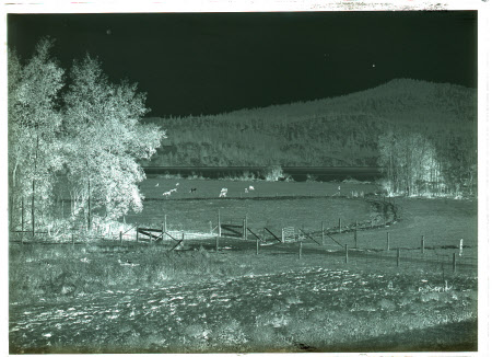 Monochrome negative
