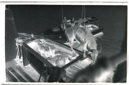Roll film