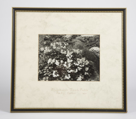 Rhododendron 'Temple Belle' Rocky Corner 1930