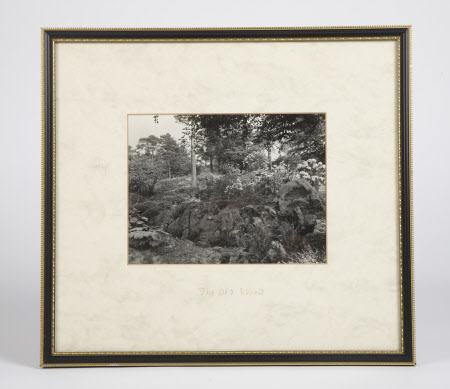 The Old Wood