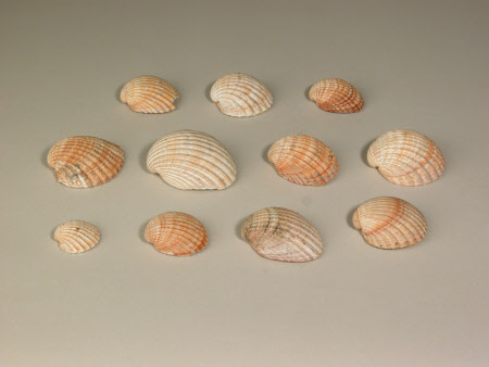 Sea shell