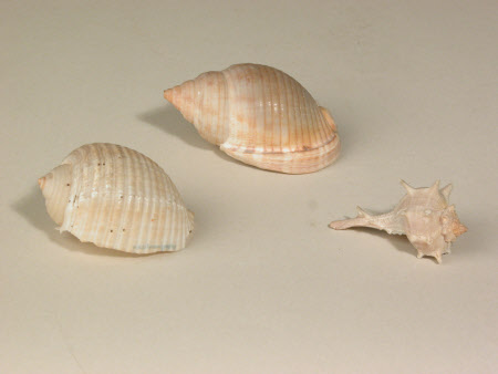 Sea shell