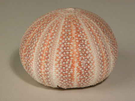 Sea shell