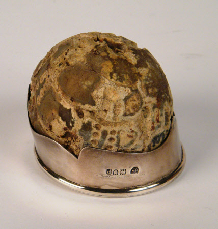Shell fossil