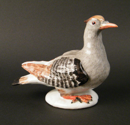 Pigeon