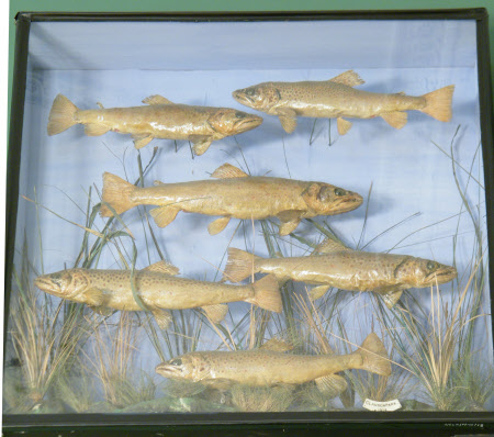 Trout
