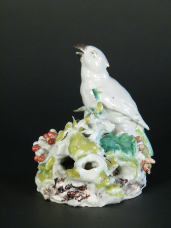 Cockatoo