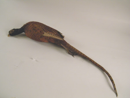 Pheasant