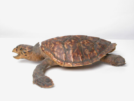 Hawksbill turtle