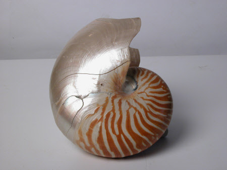 Nautilus shell
