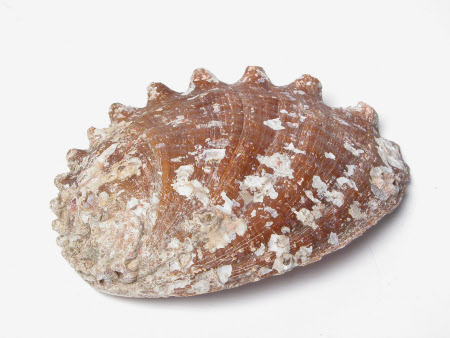 Snowshill Manor © National Trust / Claire Reeves & team