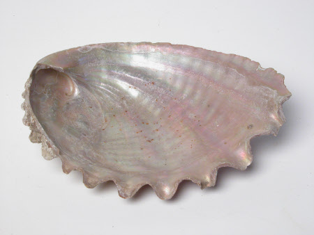 Shell