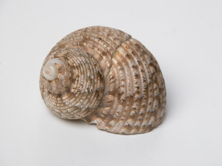 Shell