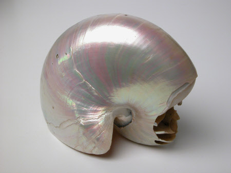 Nautilus shell