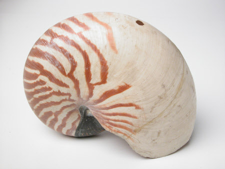 Nautilus shell