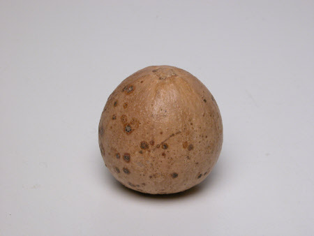 Gourd